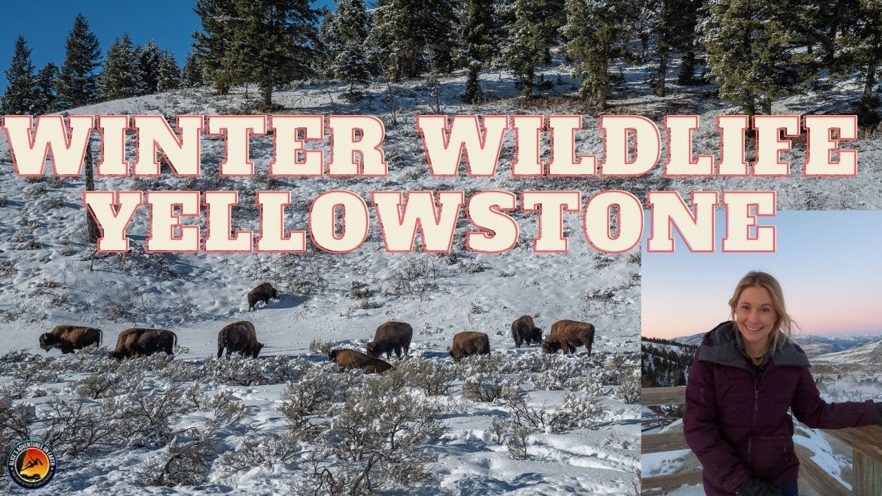 Winter in Yellowstone National Park TRAVEL GUIDE to WOLVES & Wildlife