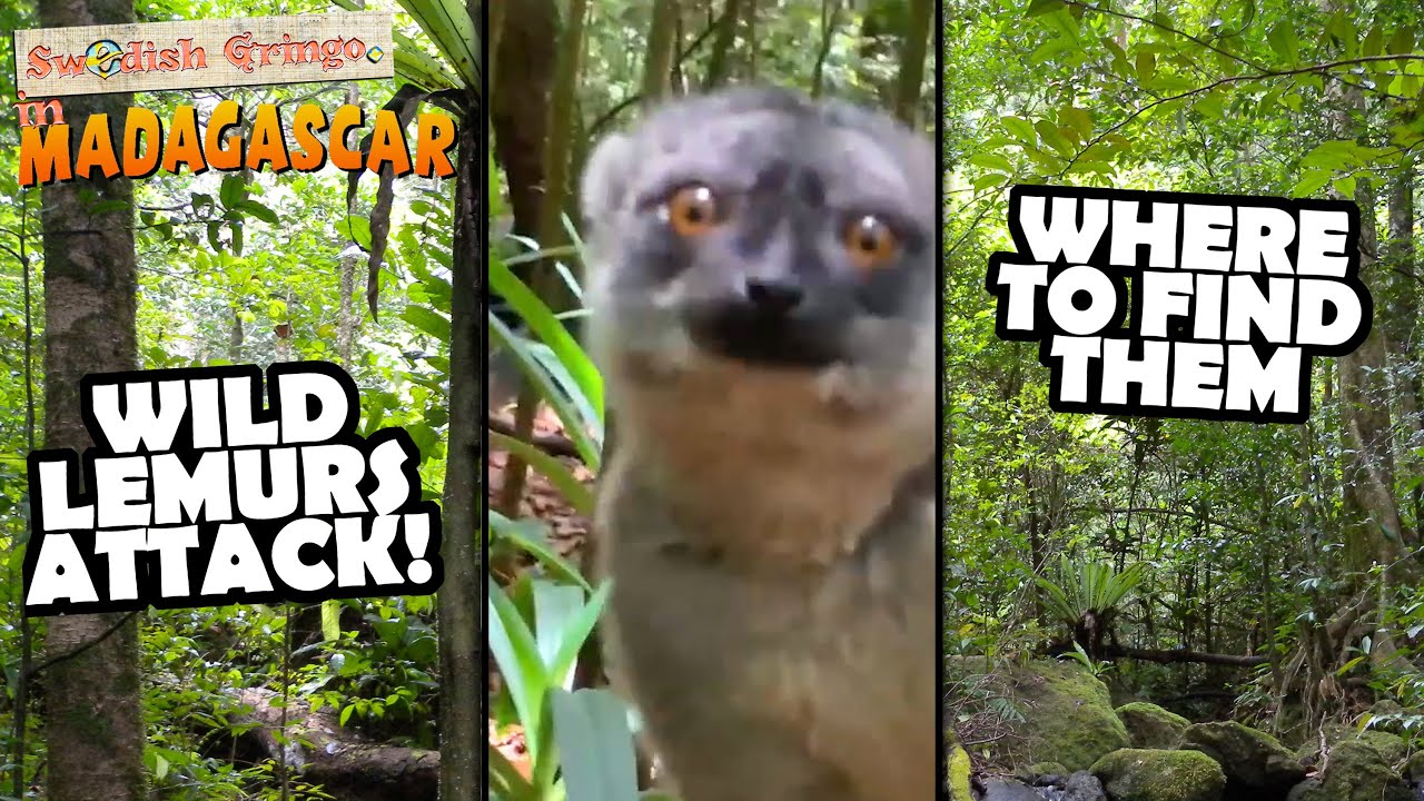 Madagascar: Wild lemurs everywhere! | Safari in the jungle | Budget travel guide